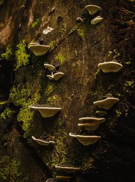 Vegetation Stock Photos