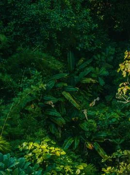 Vegetation Stock Photos