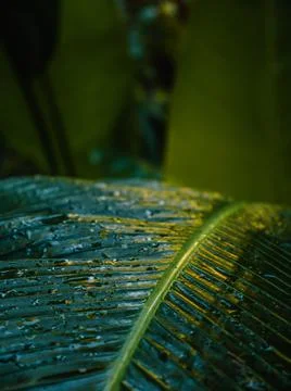 Vegetation Stock Photos