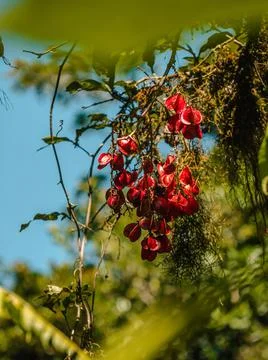 Vegetation Stock Photos