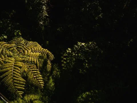 Vegetation Stock Photos