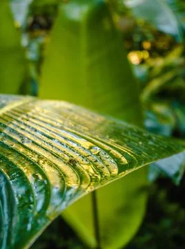 Vegetation Stock Photos
