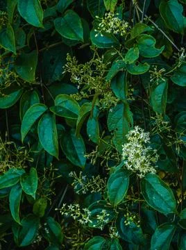 Vegetation Stock Photos