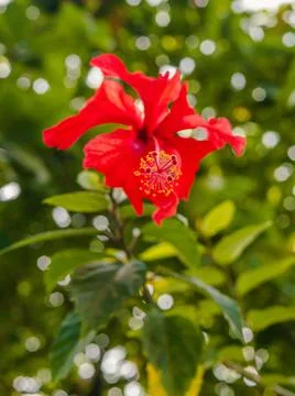 Vegetation Stock Photos