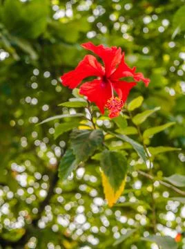Vegetation Stock Photos
