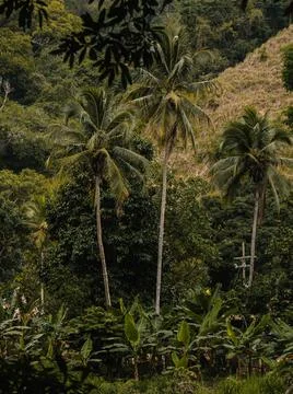 Vegetation Stock Photos