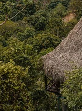 Vegetation Stock Photos