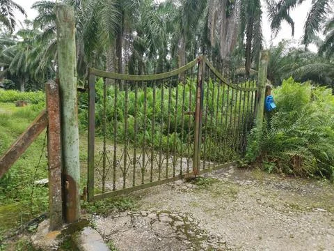 Vegetation plants texture. Fotos de archivo