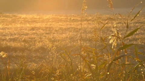 Vegetation in the rays of the autumn sun Stock Footage 109073001