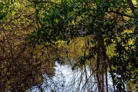 Vegetation reflected in the river Stock Photos