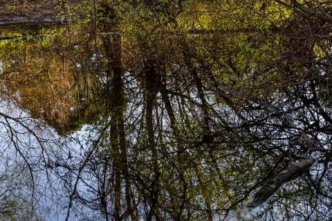 Vegetation reflected in the river Stock Photos