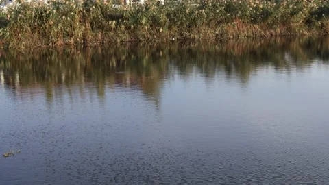 Vegetation reflections in the lake Stock Footage 162839071