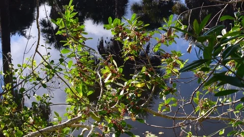 Vegetation by a river Stock Footage 108519648