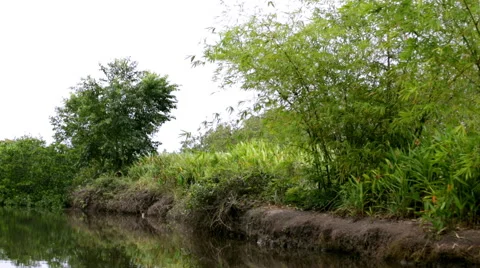 Vegetation on river glide 스톡 동영상 53067698