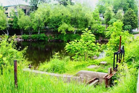 Vegetation on the river. Stock Photos