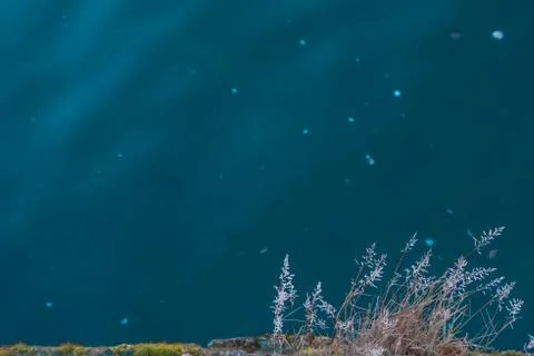 Vegetation on the riverside Stock Photos