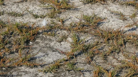 Vegetation in salt marsh during the summer Stock Footage 67490566