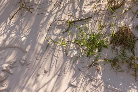 Vegetation On A Sand Dune Stock Photos