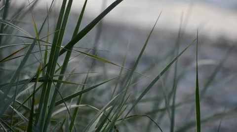 Vegetation on the sandy beach Stock Footage 40591313
