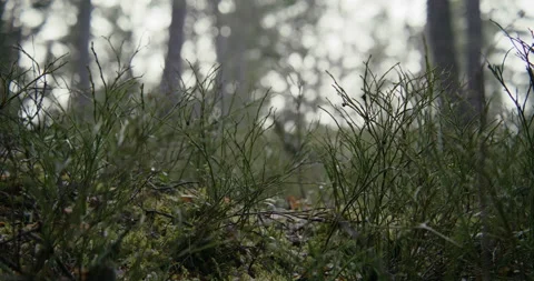 Vegetation in the Scandinavian forest Stock Footage 233913765