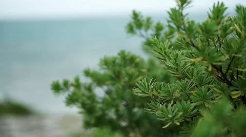 Vegetation by the sea Stock Footage 62874720