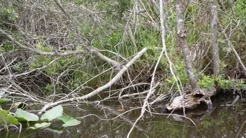 Vegetation seen from an airboat navigating slowly. Stock Footage 79504256
