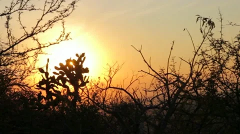 Vegetation of Sierra Mexico and Sunset Stock Footage