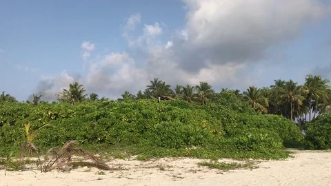 Vegetation, sky and clouds seen from shore in Dhiffushi Island, Maldives Stock Footage 80022547