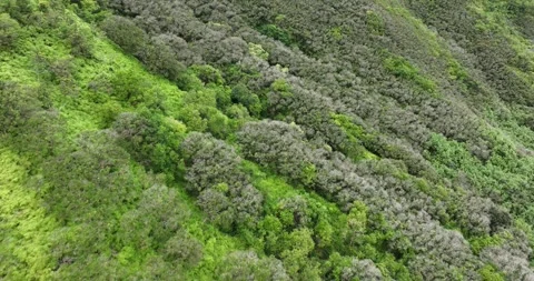 Vegetation on a Steep Mountain Slope Drone Aerial View Kailua Oahu Hawaii USA Video stock 335793403