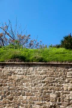 Vegetation on a stone wall Stock Photos