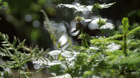 Vegetation stream rack focus slow motion Stock Footage 27527451