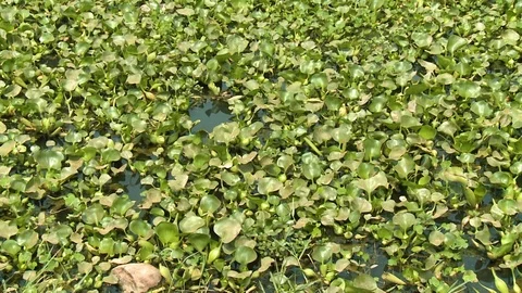 Vegetation on the surface of the water Video stock 115151118