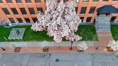 Vegetation - Syracuse, NY Photos