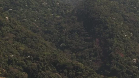 Vegetation trees Stock Footage 316253381