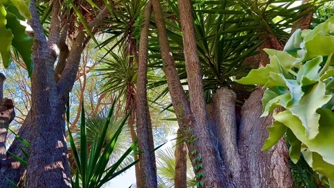 Vegetation in the tropical forest. Stock Footage 310765751