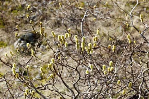 The vegetation of the tundra Stock Photos