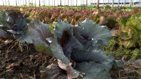 Vegetation under the sun Stock Footage 79469118