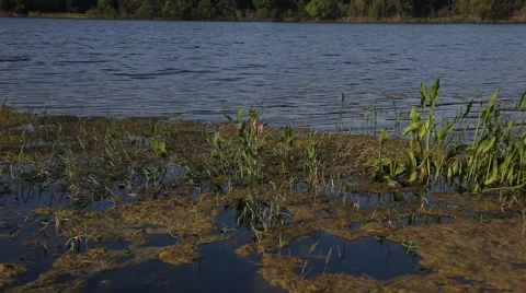 Vegetation at waters edge. Stockbeeldmateriaal 64085155