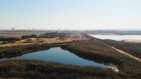 Vegetation of the Wetland in the Desert Stock Footage 129544652