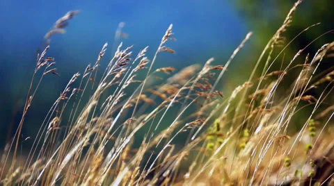 Vegetation in the wind Stock Footage 33922328