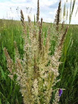 Vegetative background - green grass spikelets. Stock Photos