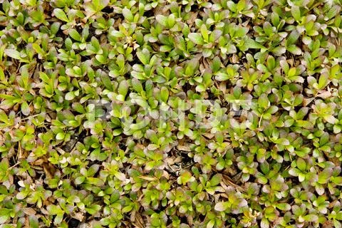 Vegetative background Stock Photos