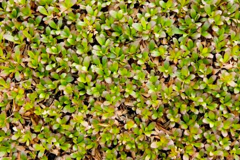 Vegetative background Stock Photos