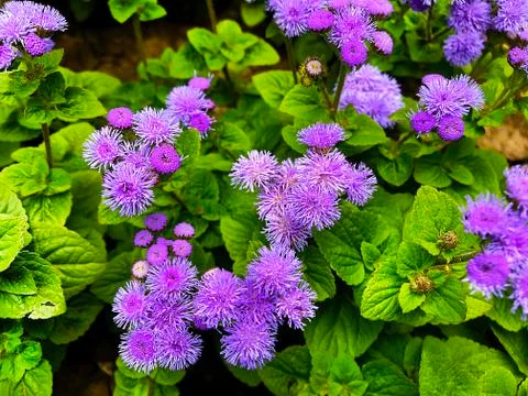 Vegetative background with violet flowers. Stock Photos