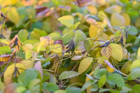 Vegetative coverage of soy plants emphasizing ecological balance, Rich field sce Stock Photos