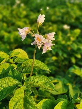 Vegetative organs of solanaceous crops during growth Stock-Fotos