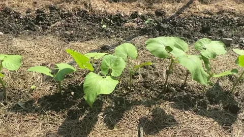 Veggie plants in garden Stock Footage 311408512