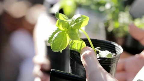 Veggie raw food Stock Footage 81136495