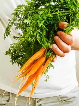 Veggies in hands Stock Photos