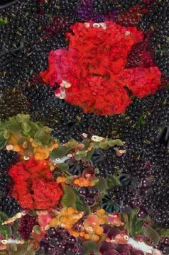 Vegi-rose Stock Illustration